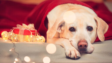 puppy at christmas