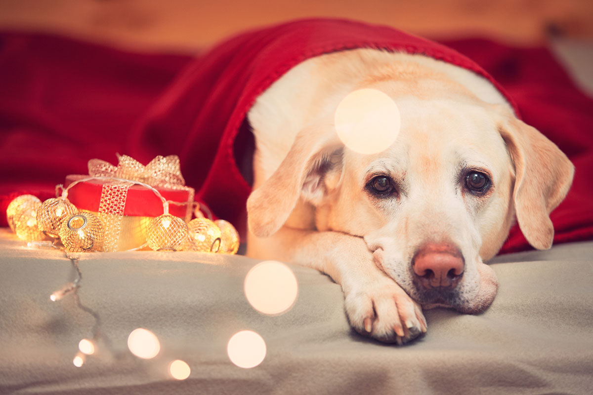 puppy at christmas